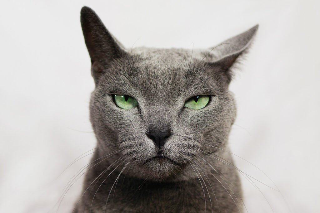 Gray cat with green eyes.