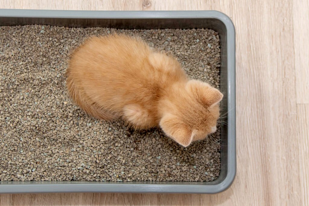 kitten in litter box